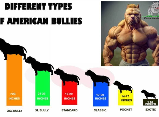 The Different Types of American Bullies: Pocket, Standard, XL, Extreme, Exotic, XXL