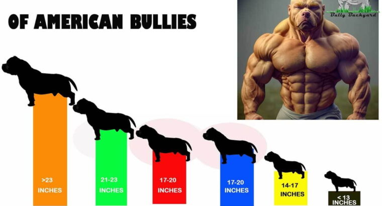 The Different Types of American Bullies: Pocket, Standard, XL, Extreme, Exotic, XXL