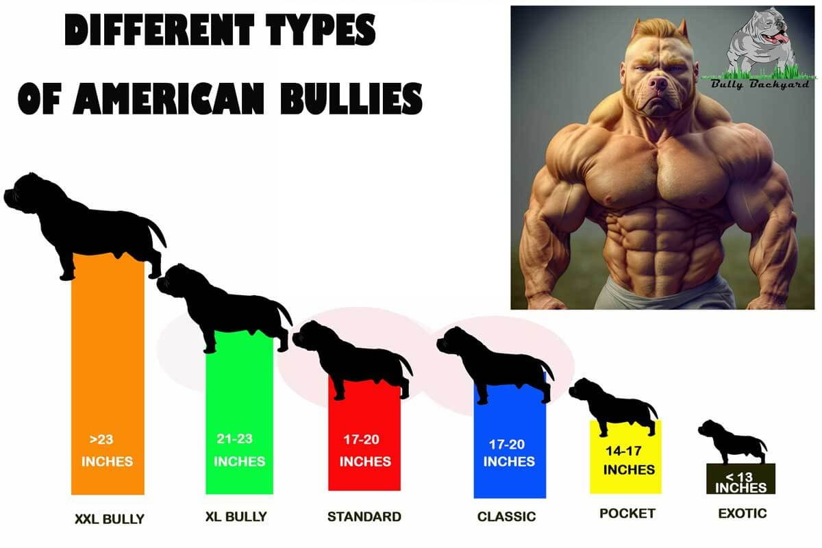 The Different Types Of American Bullies—Explained!