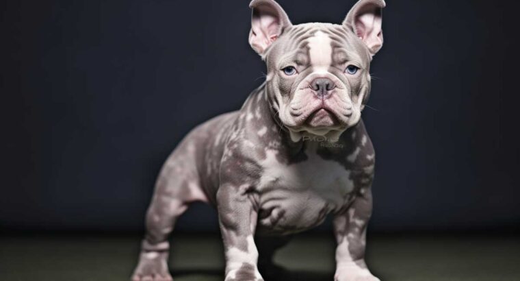 Lilac Merle American Bully