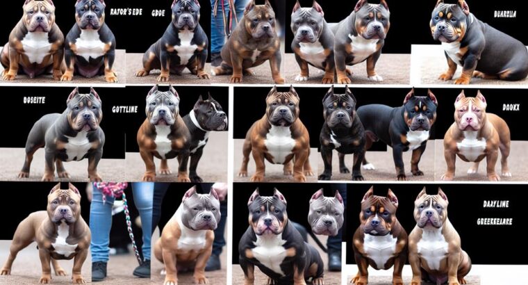 What Are the Most Famous American Bully Bloodlines